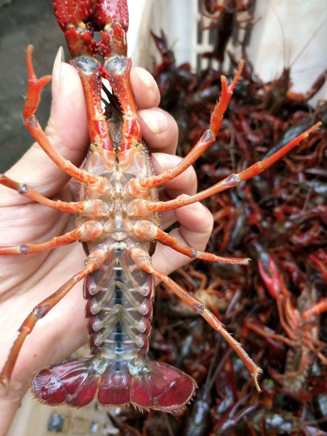 潜江硬规格小龙虾