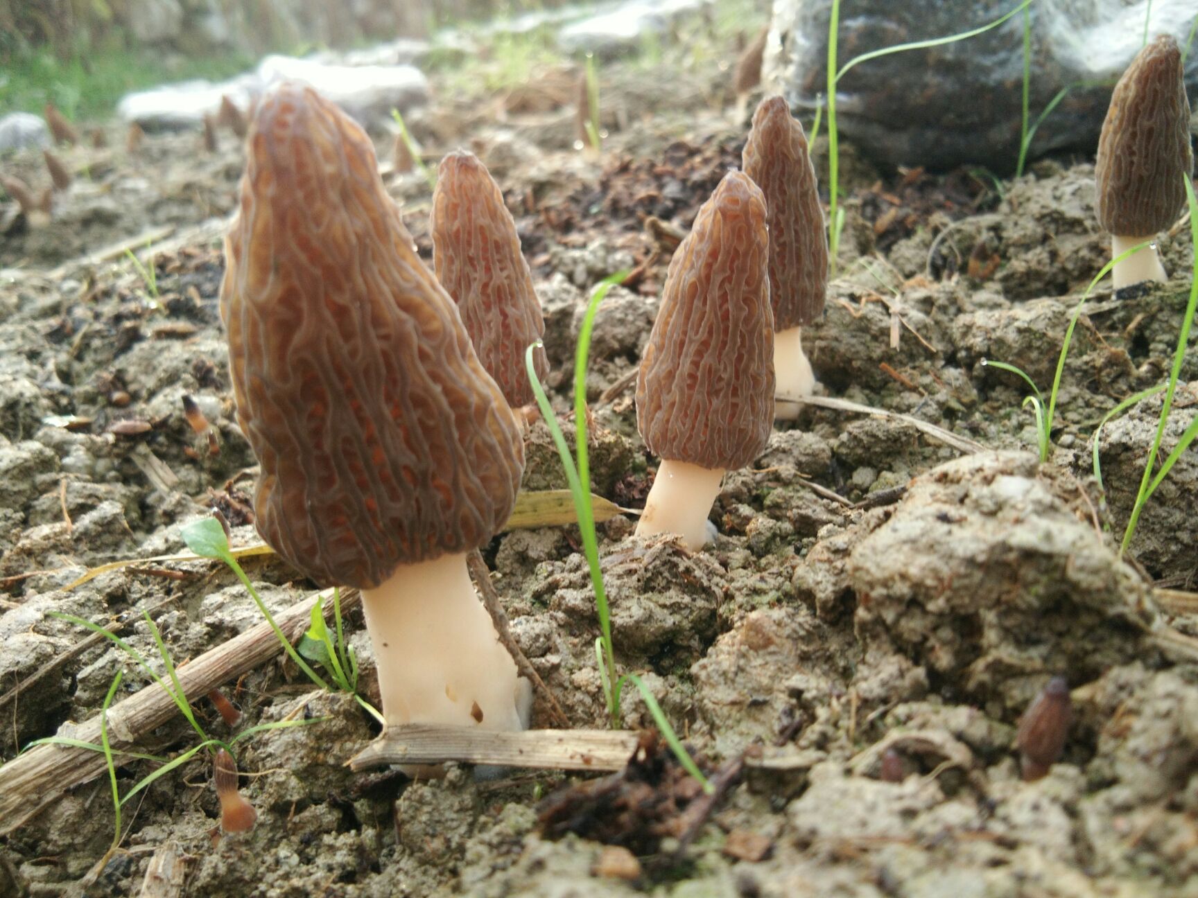 干羊肚菌 散装 1年以上