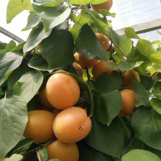 砀山县 金太阳杏大量上市