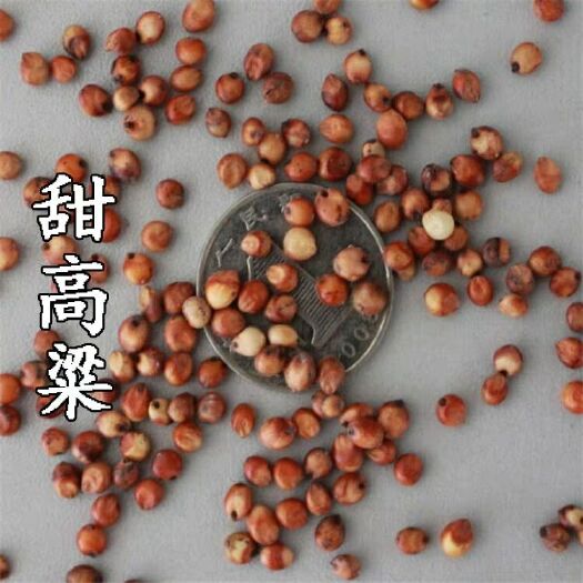 郯城县甜高粱种子 常规种 ≥97%