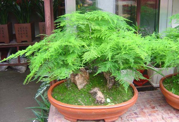平邑县文竹！盆栽地栽都可以！现挖保湿发货