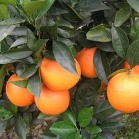 新宁县7904脐橙 崀山脐橙，果亮质优，品种多样，欢迎全国各地采购商前来咨询