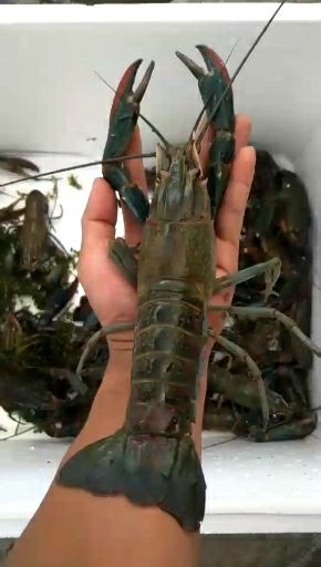 广州 虾苗澳洲淡水龙虾苗澳洲龙虾苗