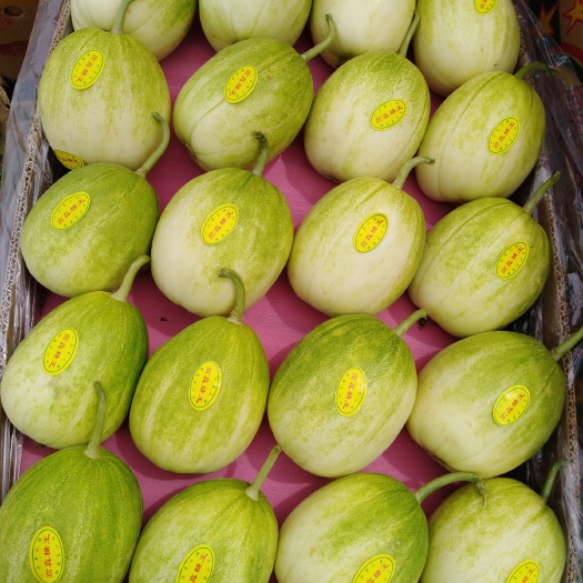 京蜜甜瓜(冷棚吊秧)
