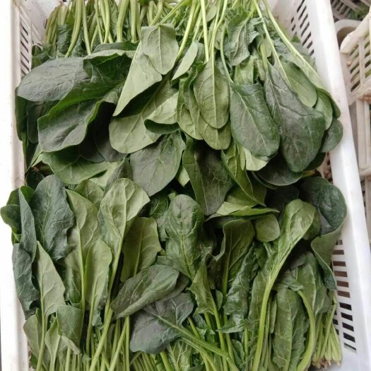 曹县大叶菠菜 30~35cm