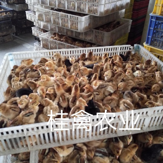 南宁桂香土鸡苗