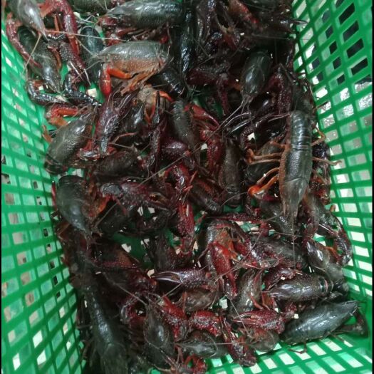 潜江市 小龙虾