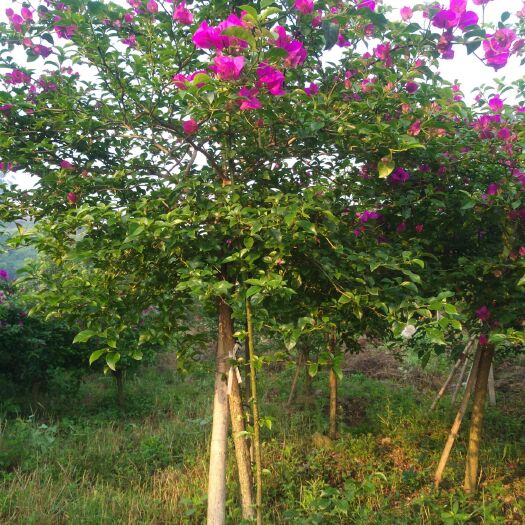宜宾 大型三角梅种植基地，规格齐全