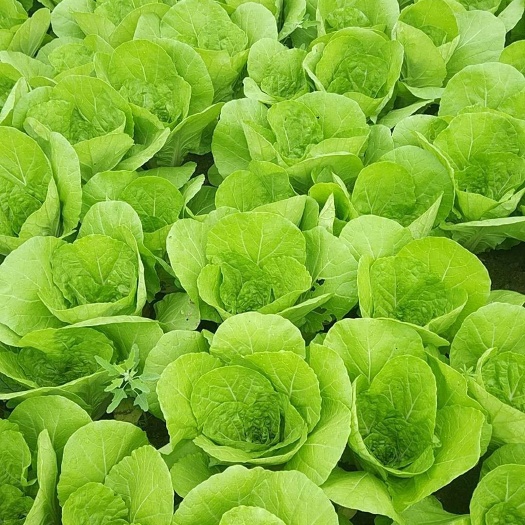 南通新鲜毛白菜 小白菜直供叶菜江苏南通通州发货 农场直采现摘蔬菜