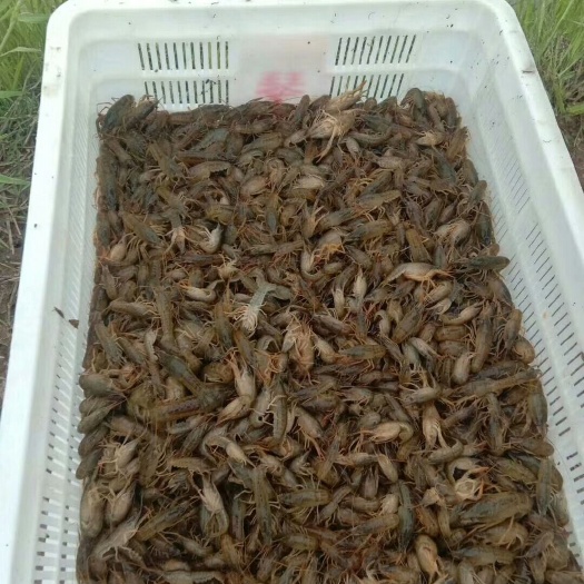 南县龙虾苗