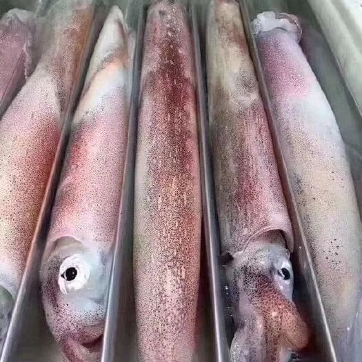 漳浦县比管鱼 灯捕小管   手钓大管～接受预订   有想法的联系
