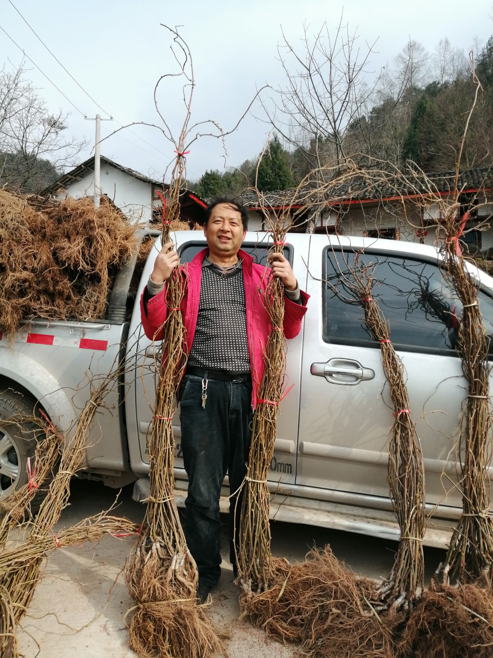 红阳猕猴桃苗 红心红阳猕猴桃嫁接苗基地直供现挖现卖包挂果