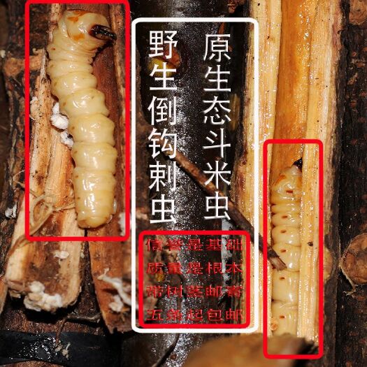 鄱阳县斗米虫