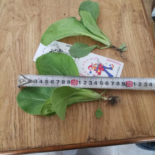 如皋市 小青菜