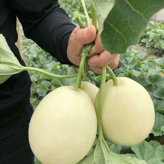 西安 阎良伊丽莎白甜瓜