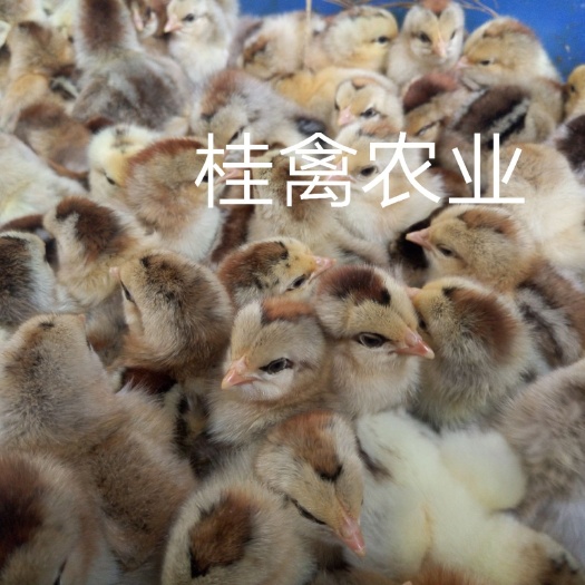 南宁彩凤鸡苗