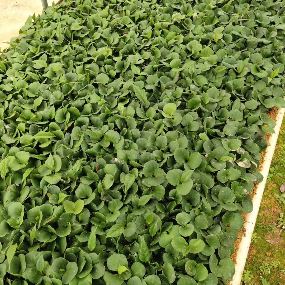 粉红黑老虎苗  粉红大果黑老虎树苗 布福娜苗带土带叶发货1棵包邮