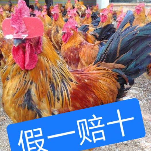 南宁 广西红瑶土鸡苗   大红瑶鸡苗