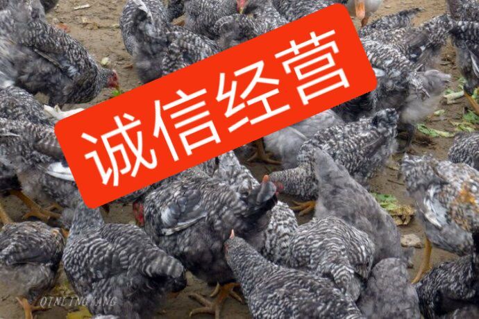 南宁芦花鸡苗