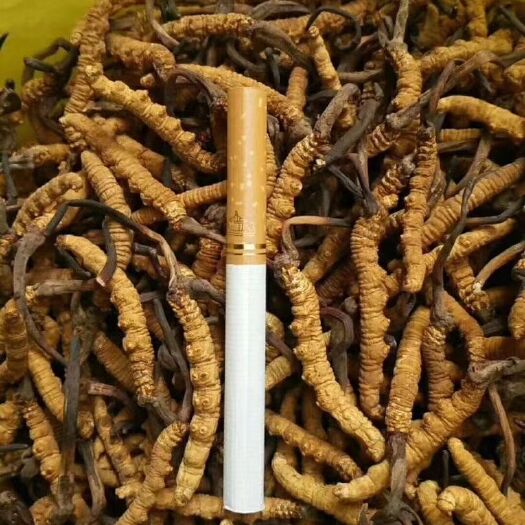 曲麻莱县虫草