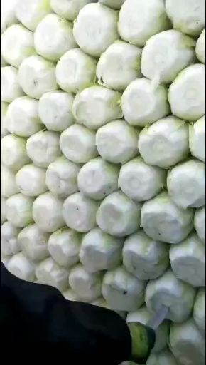 定州市黄心大白菜  河北保定定州玲珑黄大白菜大量供应