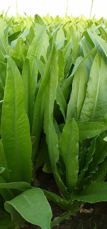曹县青油麦 35~40cm