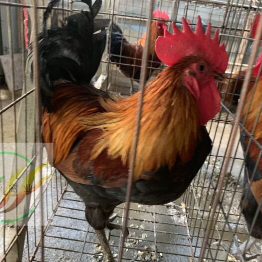 贵阳黑瑶鸡苗 中型黑瑶，体重约4斤左右