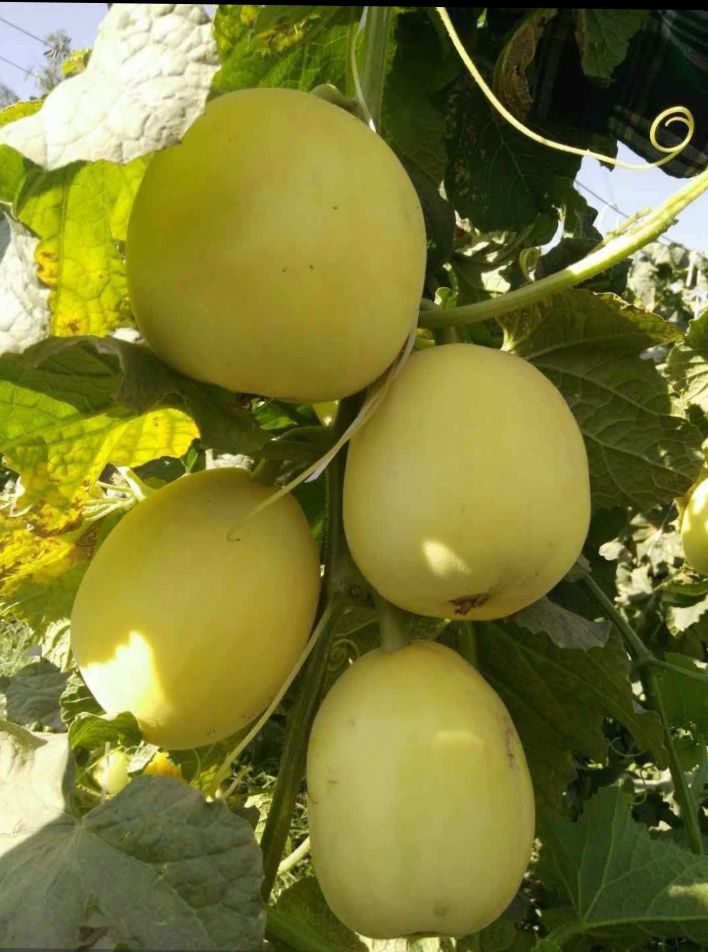 星甜20甜瓜 星甜二十