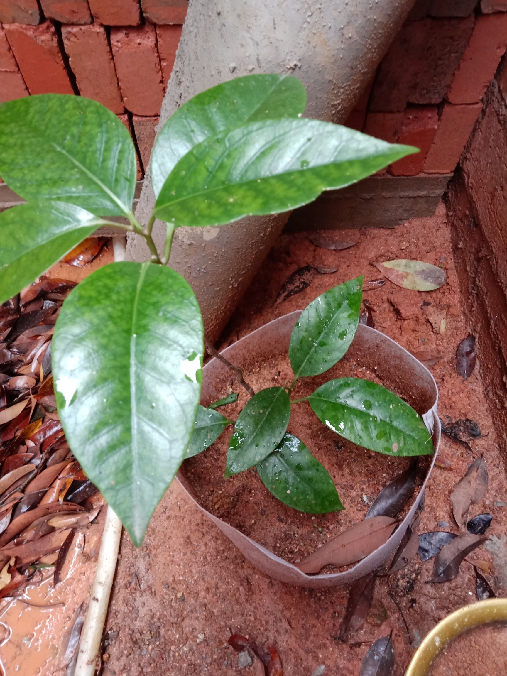 粉红黑老虎苗  粉红大果黑老虎树苗 布福娜苗带土带叶发货1棵包邮