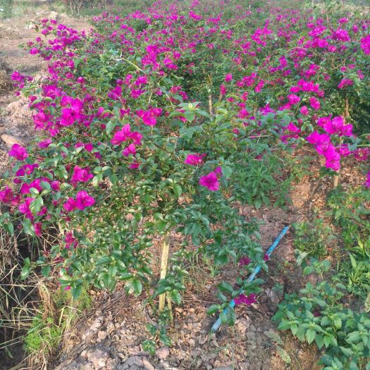 宜宾 紫花三角梅笼子