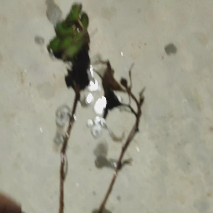  热销红菱角苗红菱角种苗大菱角苗子黑菱角，青菱角
