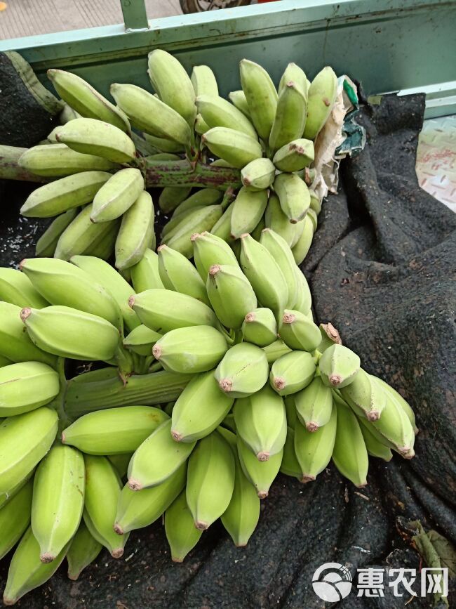 牛角蕉 老农民天然野生芭蕉