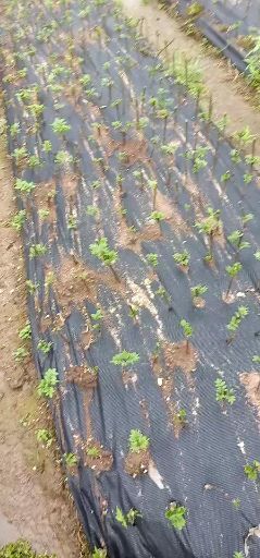 兴安县吴茱萸苗 中药才，吴茱萸，广西中花