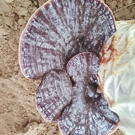 龙门县紫灵芝