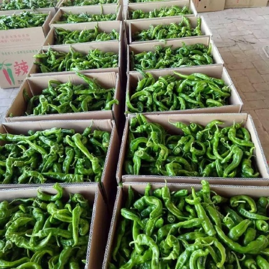 定边县螺丝椒 15~20cm 特辣 靑色