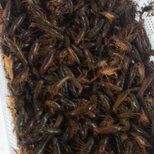 济宁 微山湖小龙虾苗成活率高肉质细腻