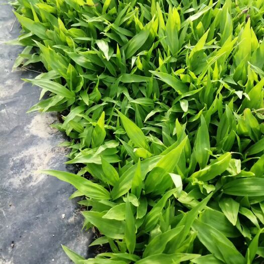 洛南县紫花白芨苗