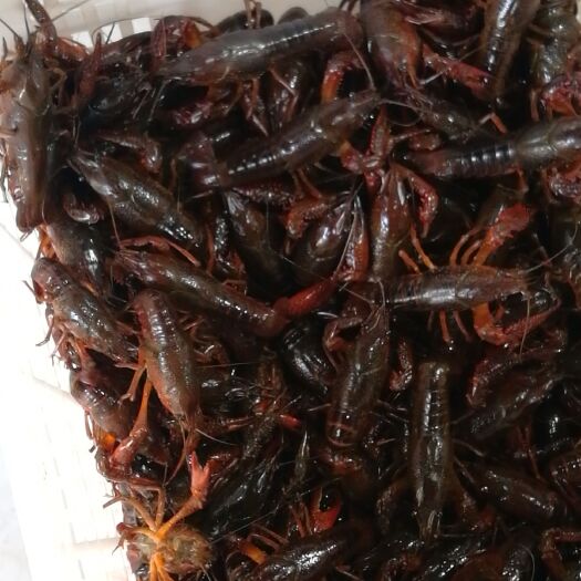 监利市监利小龙虾 湖北监利龙庆湖稻田养殖龙虾