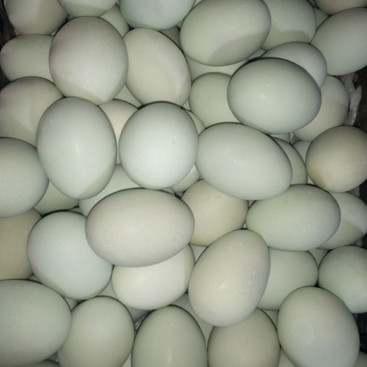 临沂绿壳鸭蛋 食用 散装