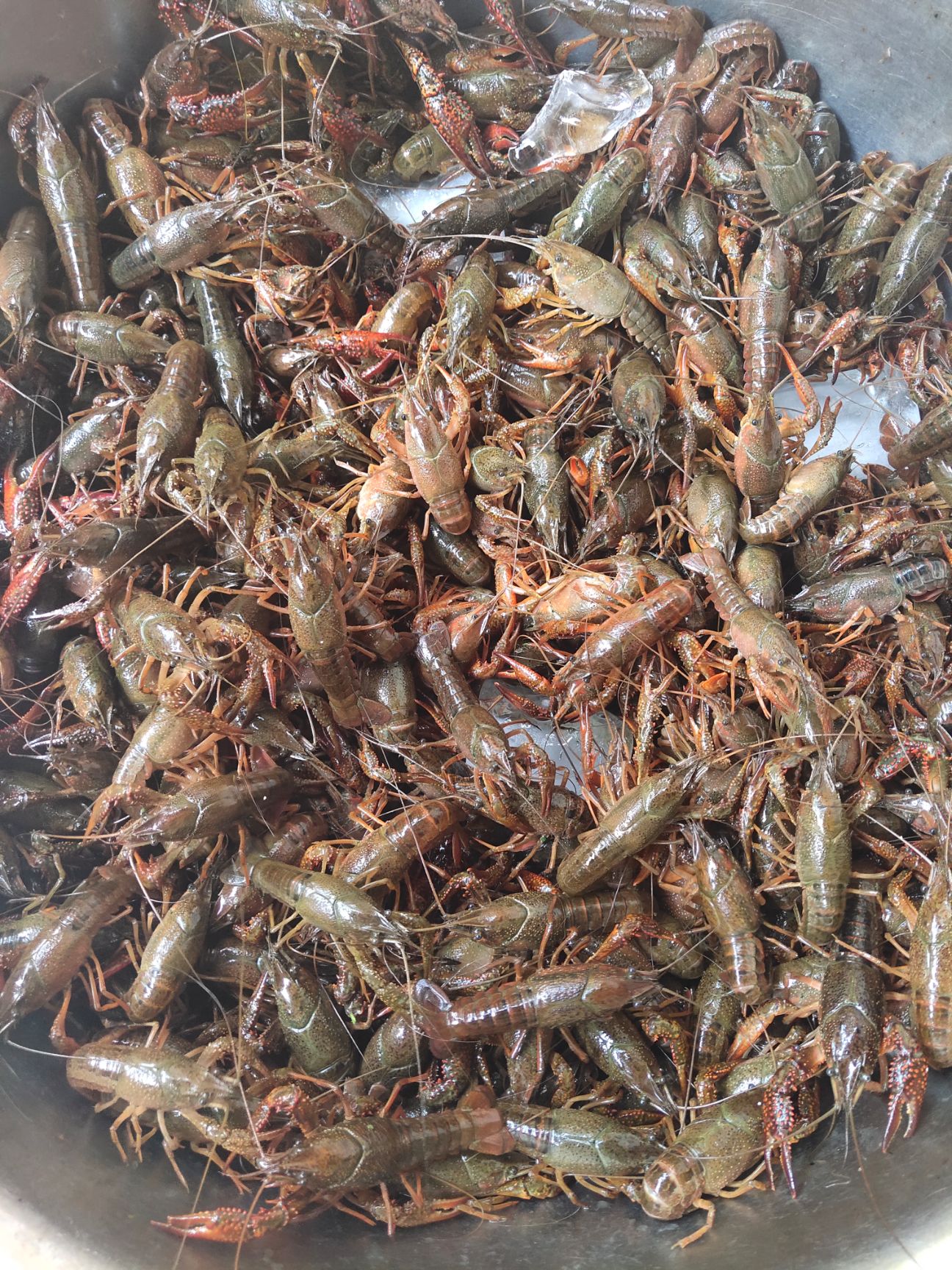 青壳小龙虾 4-6钱 塘虾