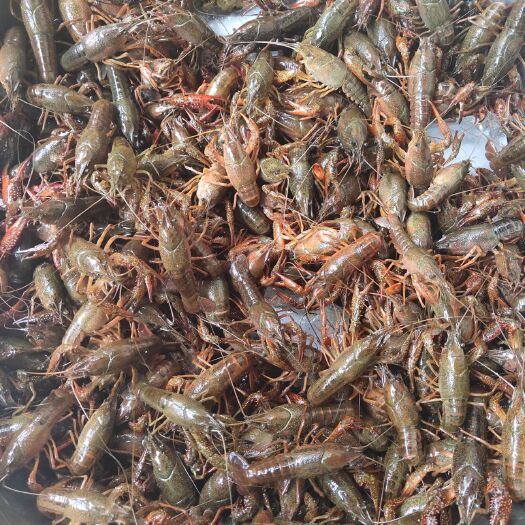大邑县青壳小龙虾 4-6钱 塘虾