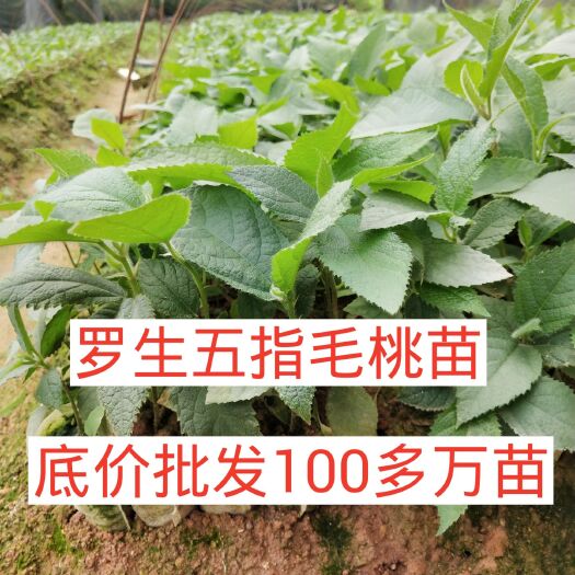 灵山县 五指毛桃苗 地苗 ,杯苗！