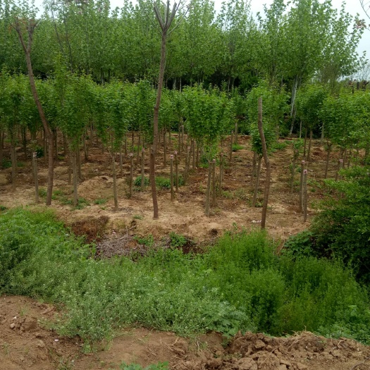 沭阳县 5公分丁香欢迎光临