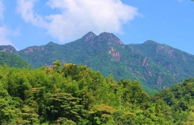 蕉岭县百花蜜 铁西金记蜂业养殖场