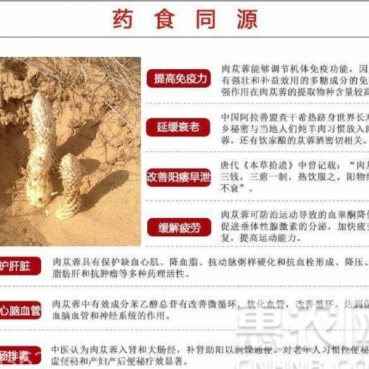 阿拉善左旗 苁蓉