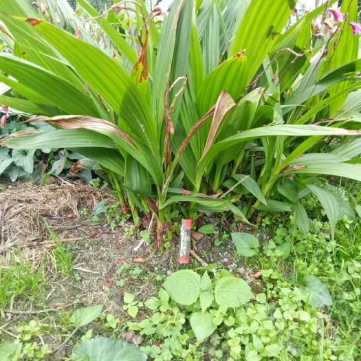 都江堰市白及 三叉紫花白芨