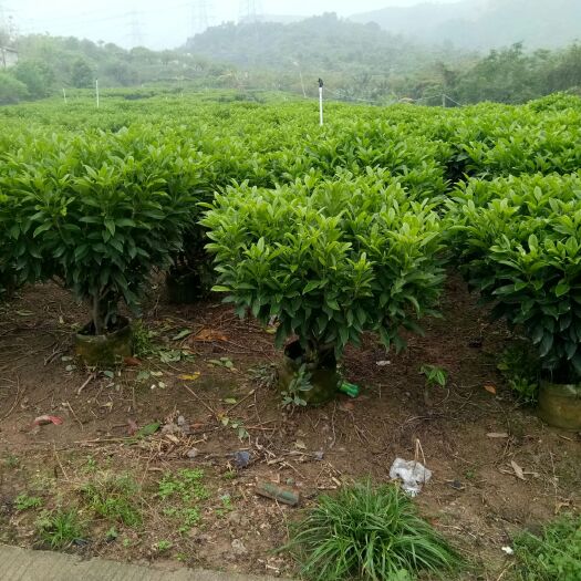 普宁市非洲茉莉