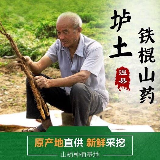 温县 怀甄垆土铁棍山药正宗产地直供