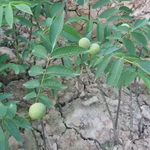 漾濞县嫁接核桃苗