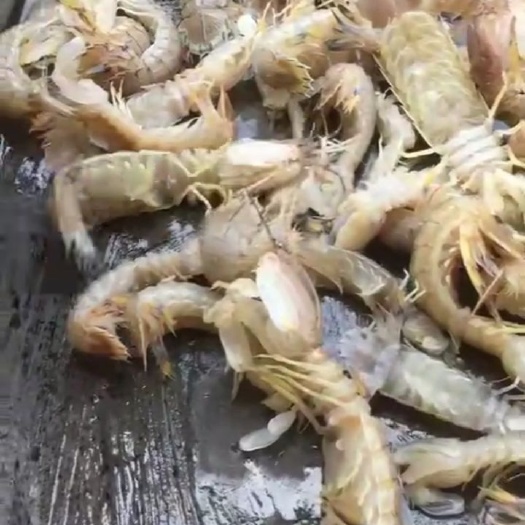 陆丰市皮皮虾